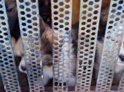 Собаки начали убивать друг друга на третий год заточения за забором в Краснодаре