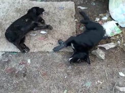 В Краснодаре продолжаются массовые убийства бездомных собак