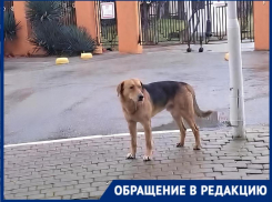 «Умирала в судорогах»: массовую зачистку бездомных собак продолжают в Кабардинке