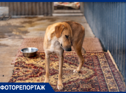 «Он так и не научился доверять»: как в Краснодаре спасают бездомных животных