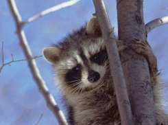 В Краснодаре мотоинструктор спас застрявшего на дереве енота