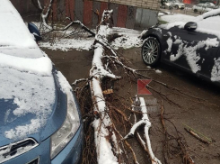 «Повезло», — в Краснодаре дерево упало между двух иномарок
