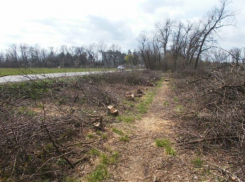 Полсотни деревьев незаконно срубили на севере Краснодара