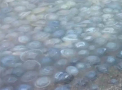 На побережье Кубани обнаружили кладбище медуз