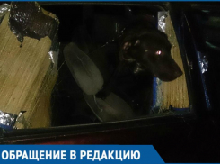 «Помогите ее освободить!»: заключенная собственным хозяином собака довела до слез краснодарцев