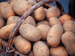 Кубанский картофель продают в семь раз дороже, чем российский