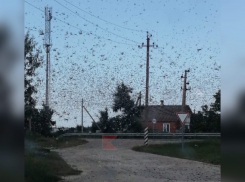 Армия саранчи атаковала жителей Приморско-Ахтарского района Кубани 