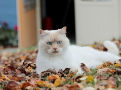  Почти как летом: на Кубани будет жарко 