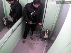  Избил собаку кулаками в лифте: полиция Краснодара ищет жестокого мужчину