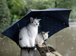 На Кубани ожидают грозовые дожди и град 