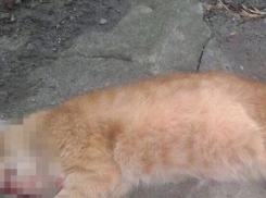 Что грозит живодерке за убийство кота, рассказали в прокуратуре Краснодарского края