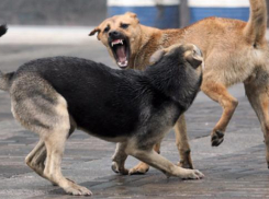 Житель Белоглинского района защищался от бродячих собак самодельным пистолетом
