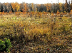 На Кубани 1,5 га земли отдали под сорняк