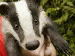 На Кубани за убийство барсука охотникам грозит срок