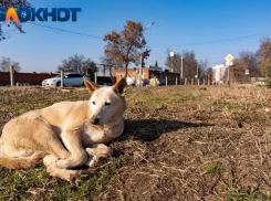 В Краснодарском крае установили штрафы до 100 тысяч рублей за нарушения при обращении с бездомными животными