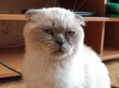  Дождь и сильный мокрый снег испортят День защитника Отечества на Кубани 