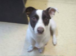 «Ее шпыняют, подбили глаз!» - собаку «краснодарских каннибалов» обижают в летном училище