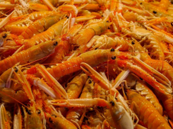 Иностранец незаконно выловил на Кубани креветок на 3,9 млн рублей