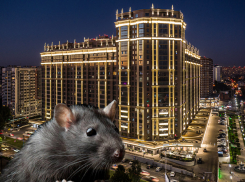 Ловкие крысы штурмуют автомобили в элитном микрорайоне Краснодара