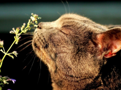 Весна вместо февраля идет на Кубань