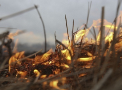 Путин разрешил сжигать рисовую стерню на Кубани