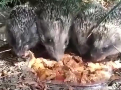 Краснодарцев снова порадовали видео с кушающими ежами