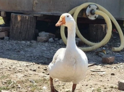 Гусь за 1,5 млн рублей продается в Краснодарском крае