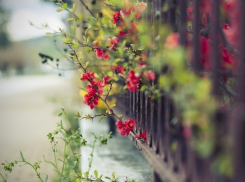 Зеленая зона появится в Молодежном районе Краснодара