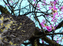 «Пьяное» дерево с тропическими цветами растет в парке «Краснодар»