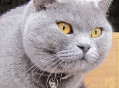 Пропавший сочинский кот вернулся в семью спустя шесть лет