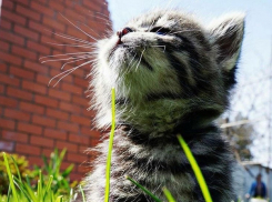 В Краснодарском крае потеплеет до +29 градусов 