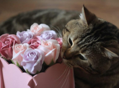 В Краснодаре 8 июля будет облачно с прояснениями