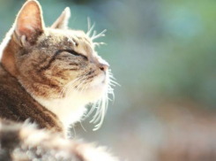 Международный женский день прошел, забрав дожди: на Кубани будет тепло и солнечно