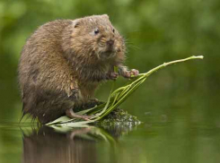 Куда заплывает заклятый враг фермеров Кубани - водяная полевка