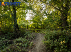 На Кубани проверили загадочную гибель более сотни диких кабанов