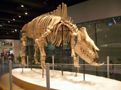 Тайны животных древних времен: семь миллионов лет назад на Кубани жили родственники носорогов