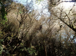  Люди попросили Путина спасти от гибели ценнейшие леса Кубани 