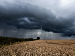На Кубани дожди затопили более 21 тыс. гектаров посевов 