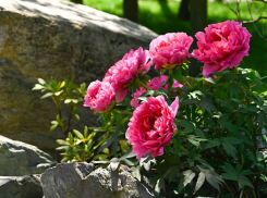 Символ красоты и изобилия: в Японском саду Краснодара зацвели яркие пионы