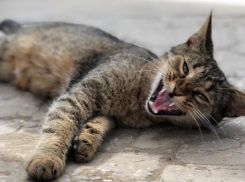  Кратковременный дождь с грозой обещают на Кубани 