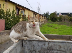 Град, гроза и шквалистый ветер ожидаются на Кубани