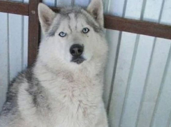 Умертвила уток и индюков: живодер объяснил полицейским расстрел хаски в Краснодаре