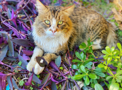 В Краснодарском крае потеплеет