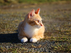 Солнечно, но прохладно будет на Кубани 