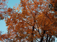 В Краснодаре туманно и тепло до +17 градусов 