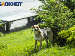 «Приводящий к увечьям, травмам или гибели»: краснодарские депутаты и эксперты о законопроекте про бездомных животных