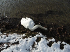 На Кубани поспособствовали распространению птичьего гриппа