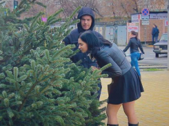 Елки 2018: Новогодние деревья продают по цене от 500 до 25 тысяч рублей 