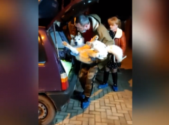 «Борьба аристократа за жизнь»: подстреленного хаски из Краснодара прооперируют в Москве