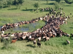  Фермеру из Абинска вернули пастбища для выпаса скота 